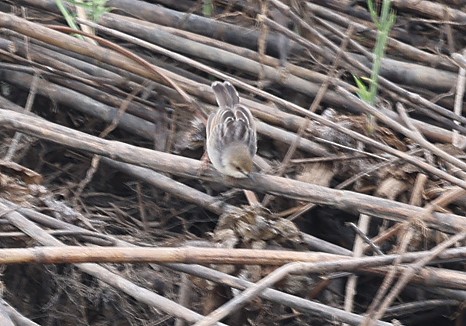White-tailed Cisticola - ML622128132
