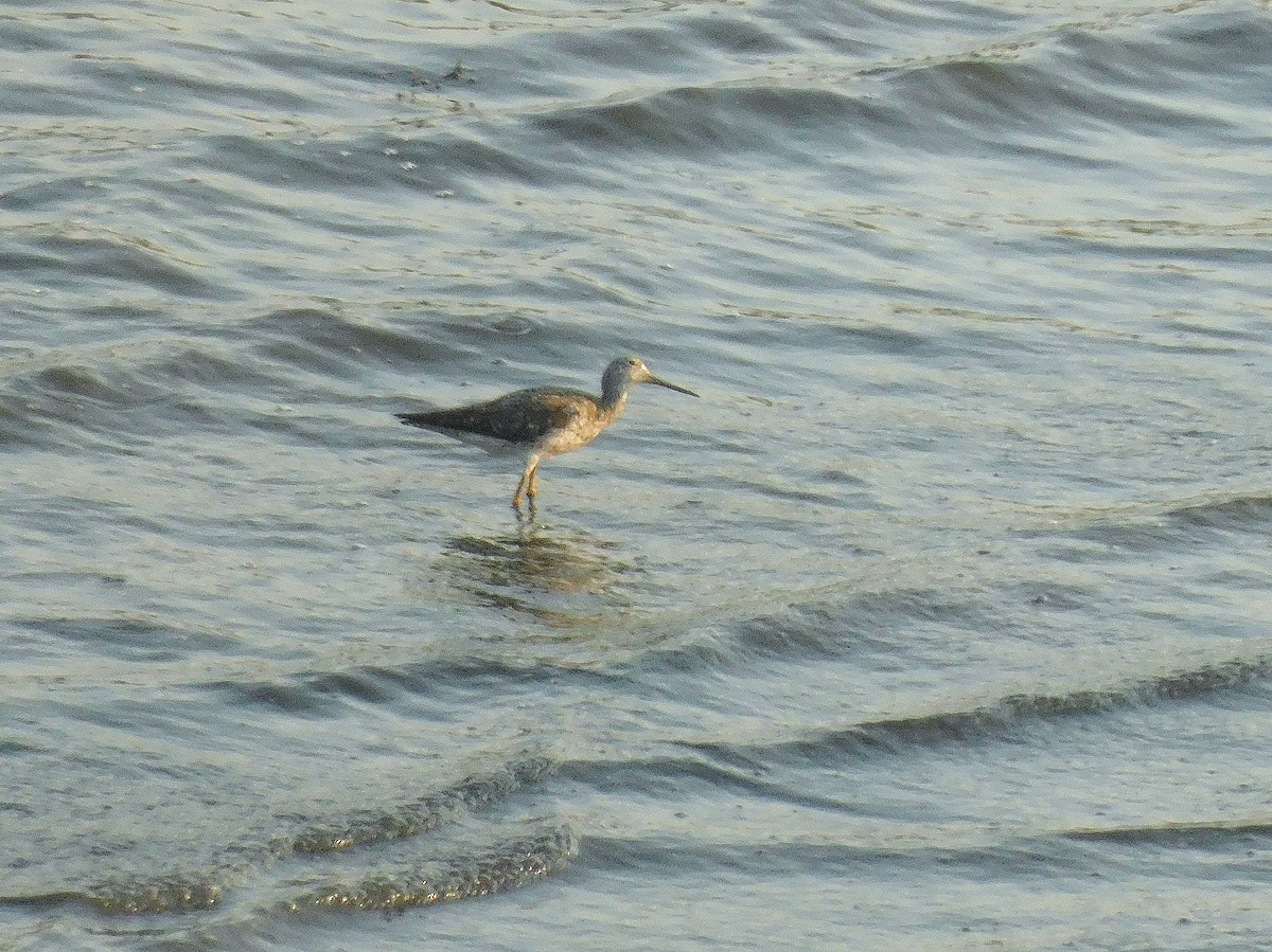 Greater Yellowlegs - ML622128137