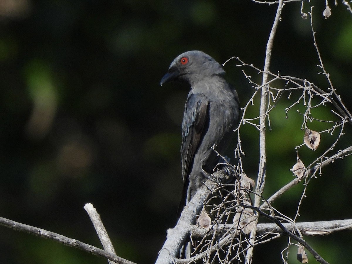 Ashy Drongo (Sooty) - ML622128142