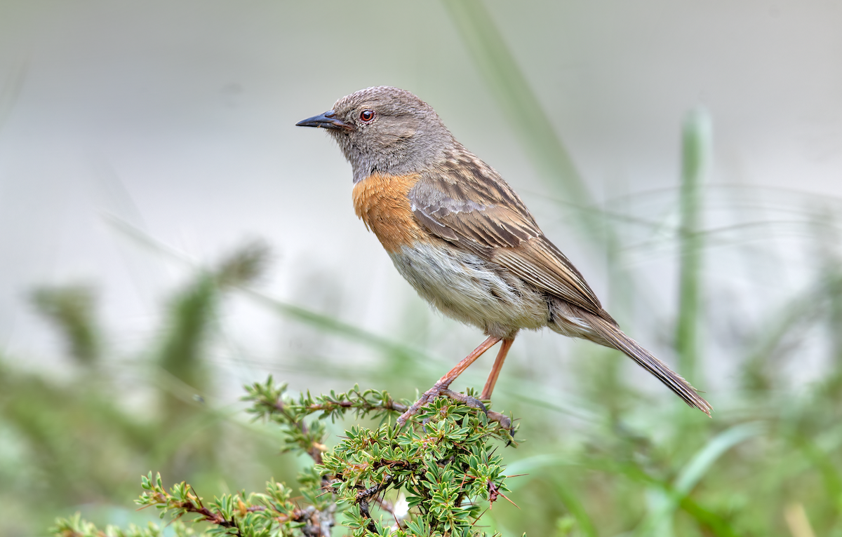 Robin Accentor - Parmil Kumar