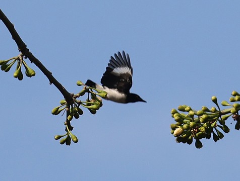 Black-and-white Shrike-flycatcher - ML622128177