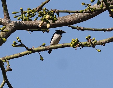 Black-and-white Shrike-flycatcher - ML622128178