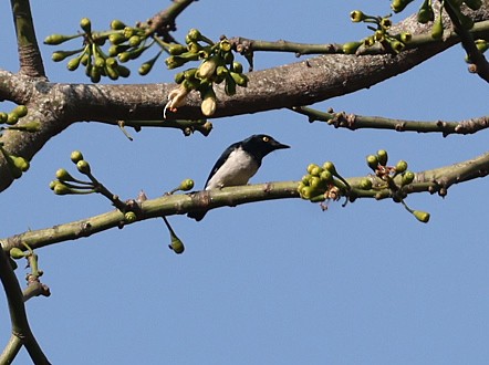 Black-and-white Shrike-flycatcher - ML622128179