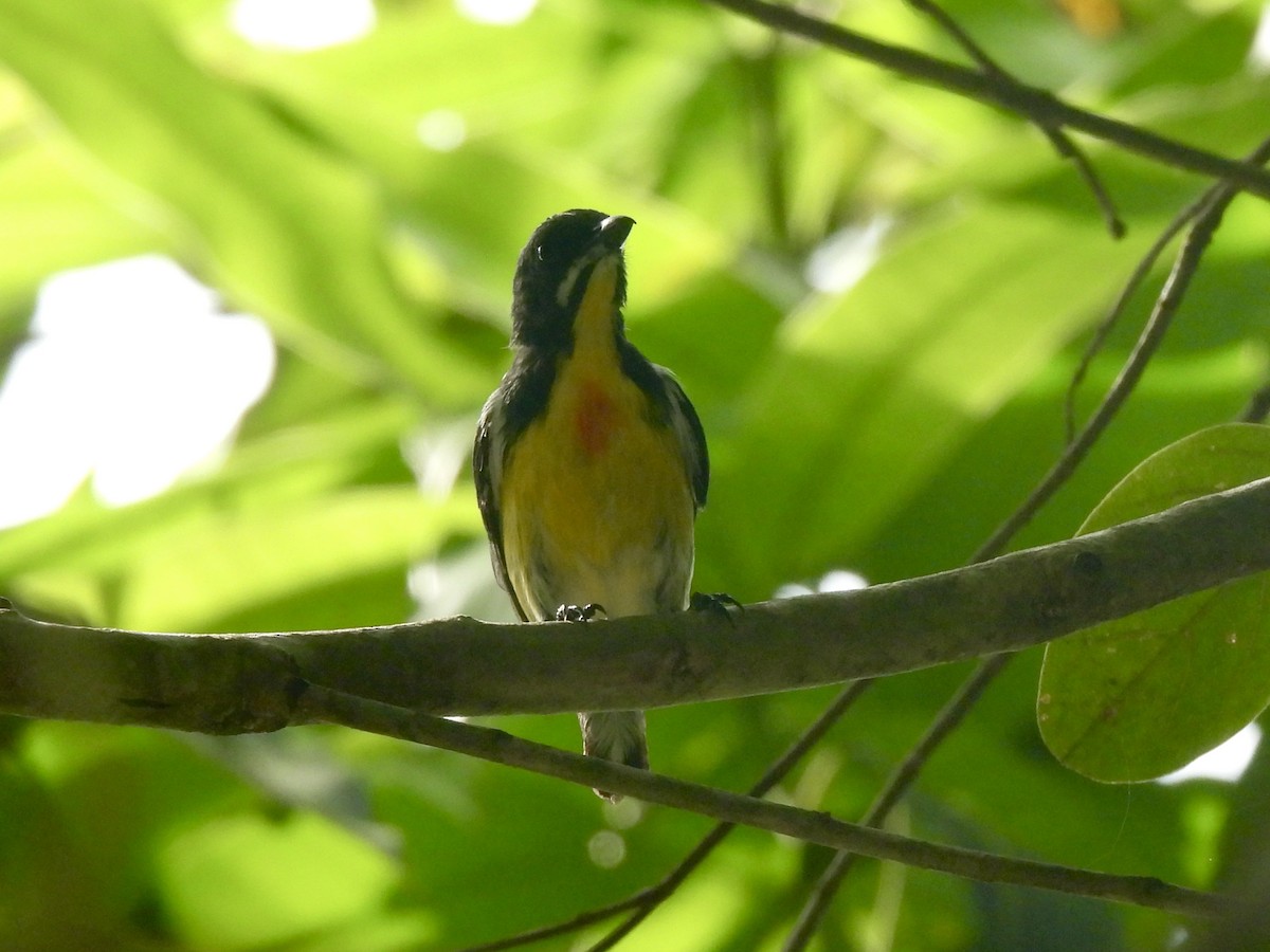 Palawan Flowerpecker - Adrián Colino Barea