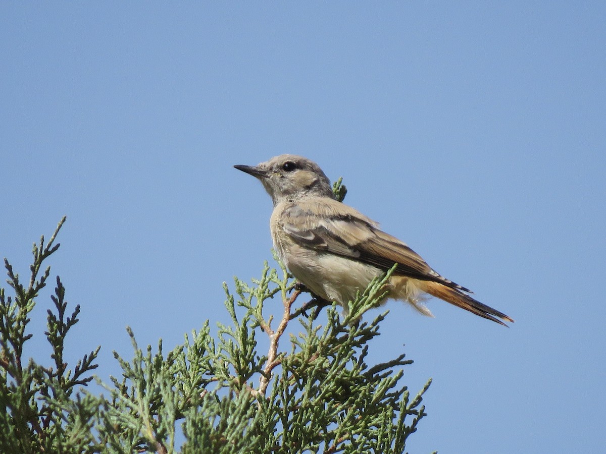 Persian Wheatear - ML622128237