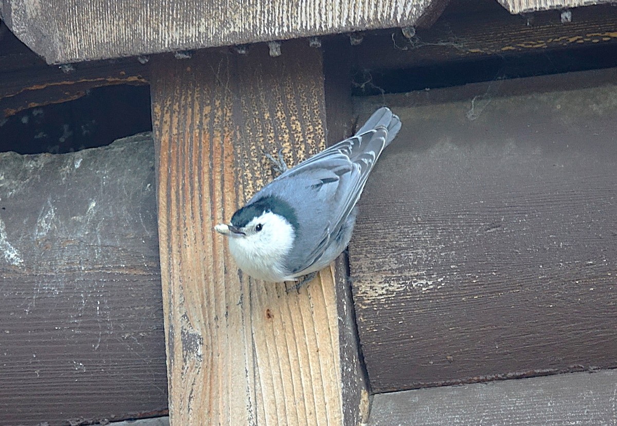 White-breasted Nuthatch - ML622128273