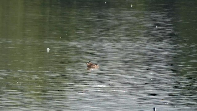 Red-necked Grebe - ML622128312