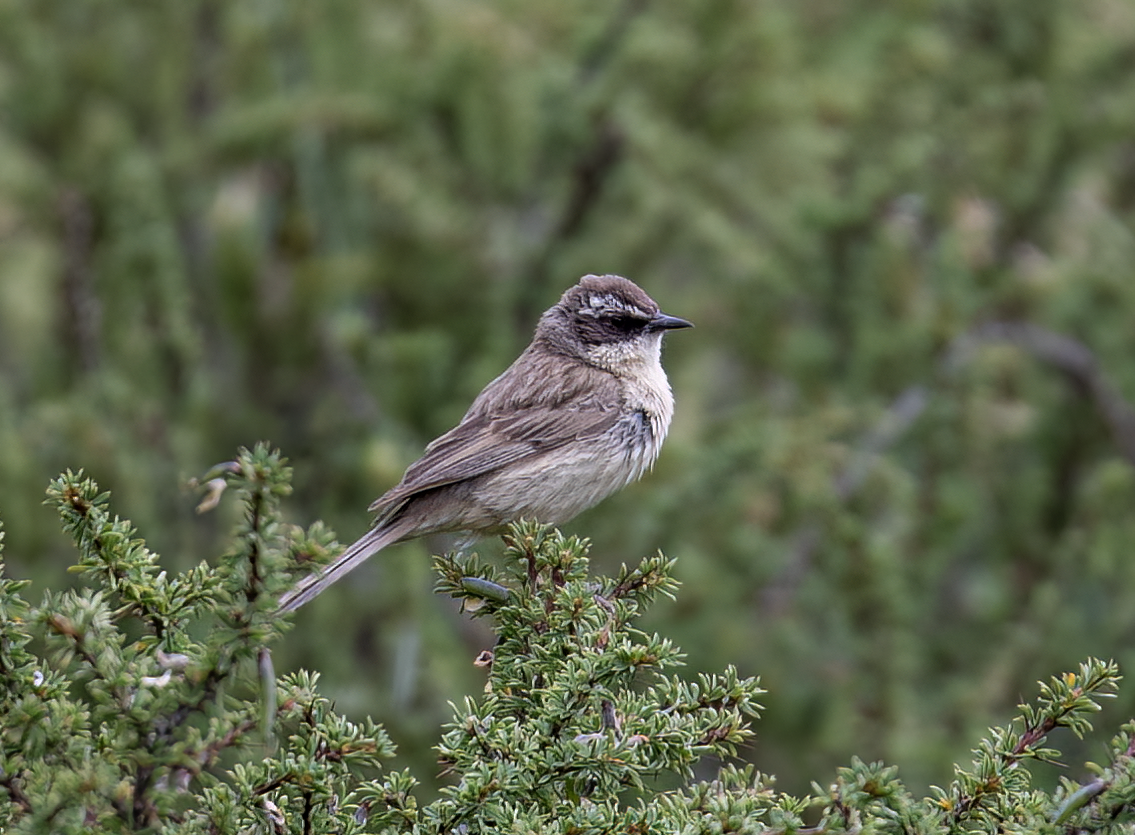 Brown Accentor - ML622128342