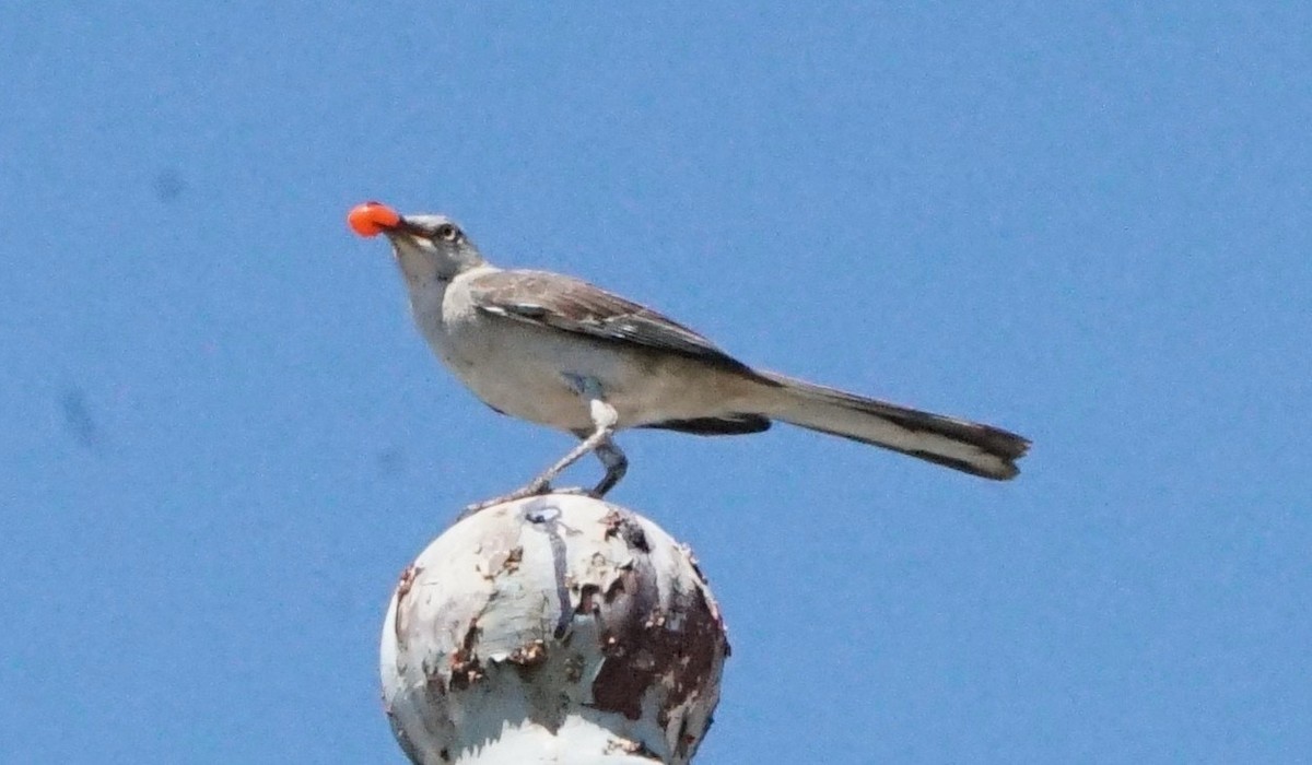 Northern Mockingbird - ML622128350