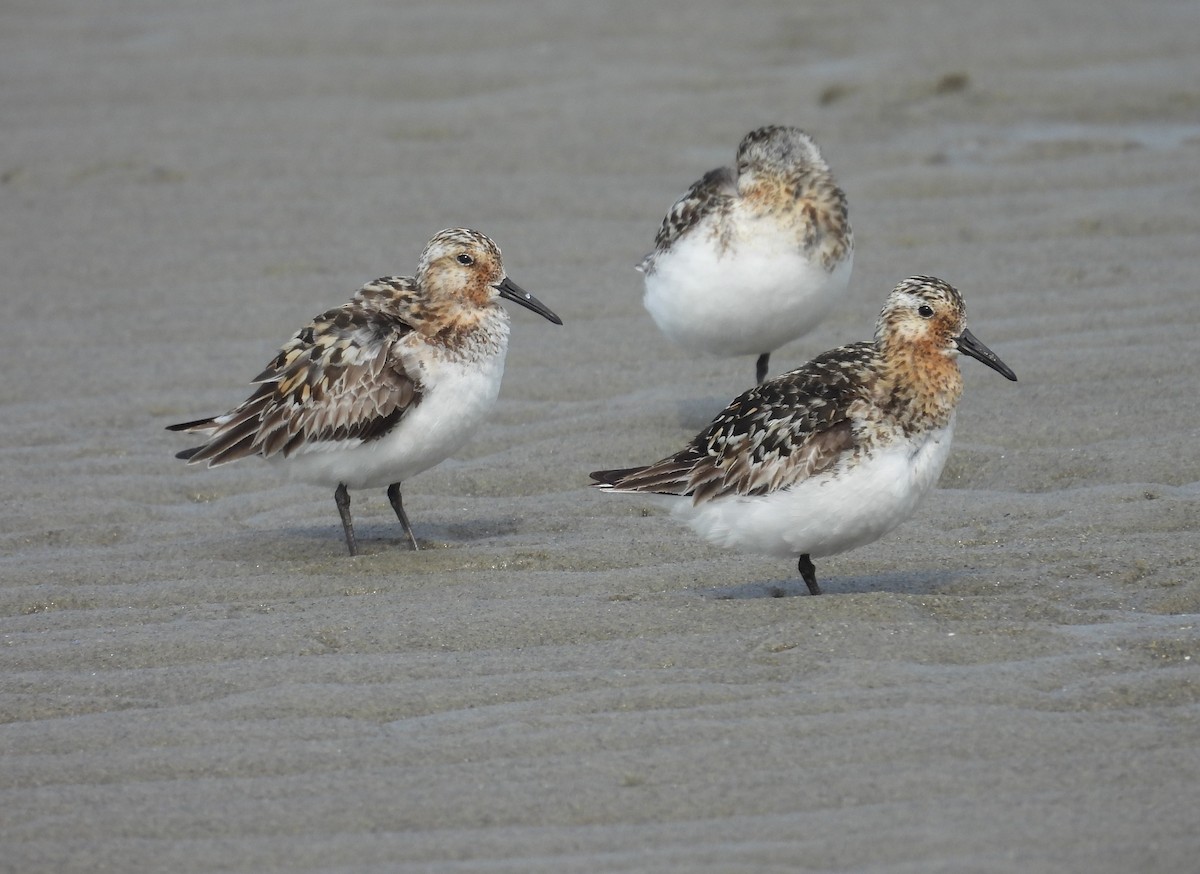 Sanderling - ML622128355