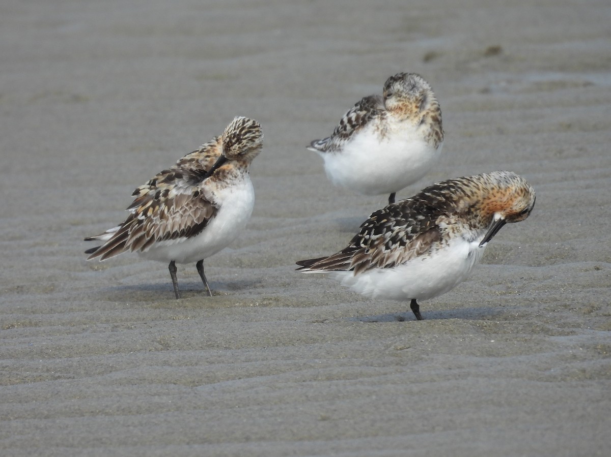 Sanderling - ML622128356