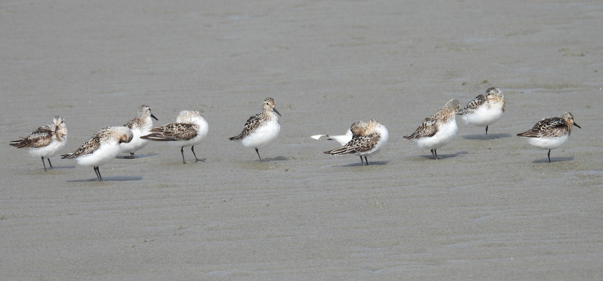 Sanderling - ML622128359