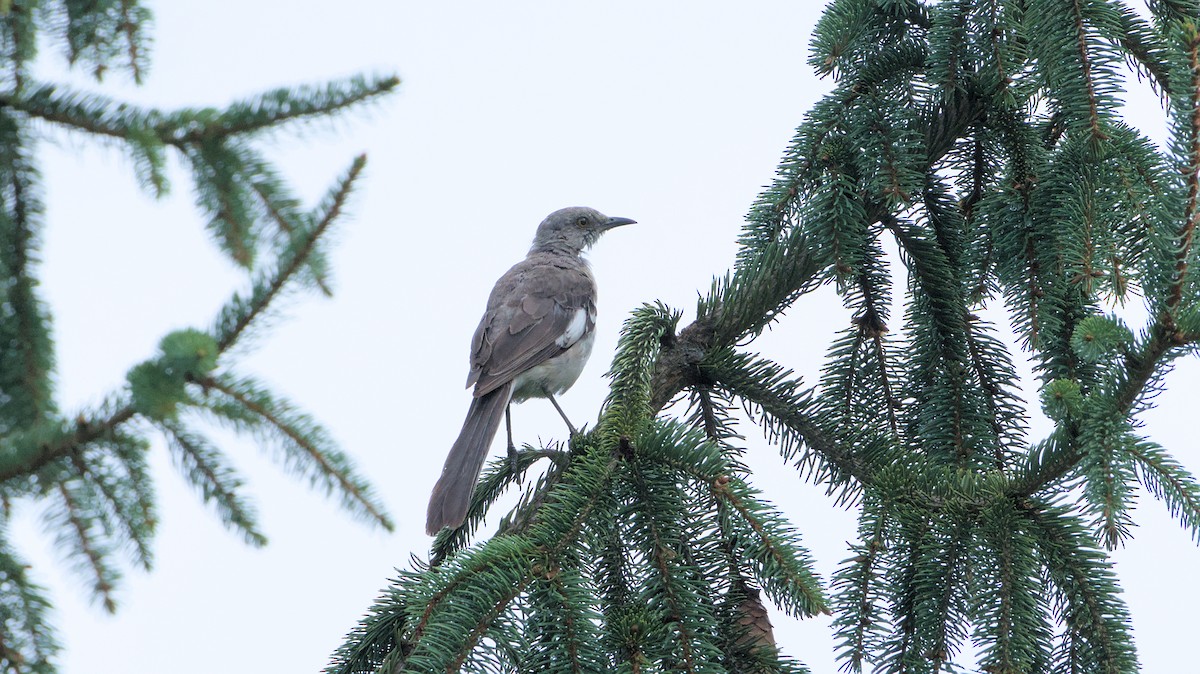 Northern Mockingbird - ML622128370