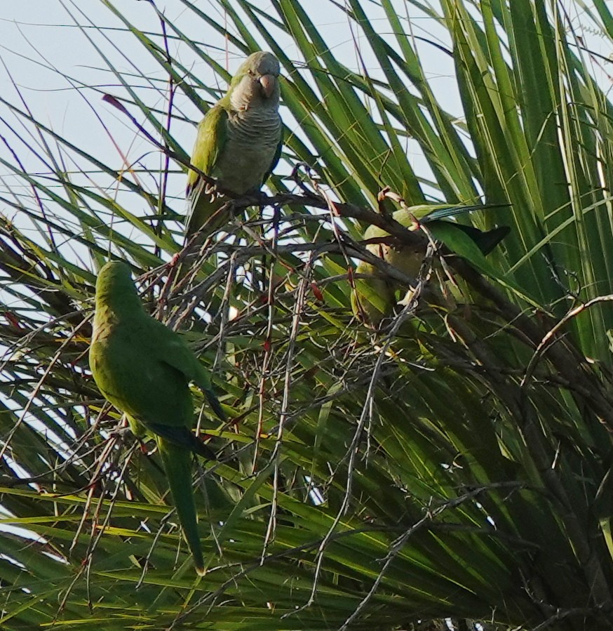 オキナインコ - ML622128387