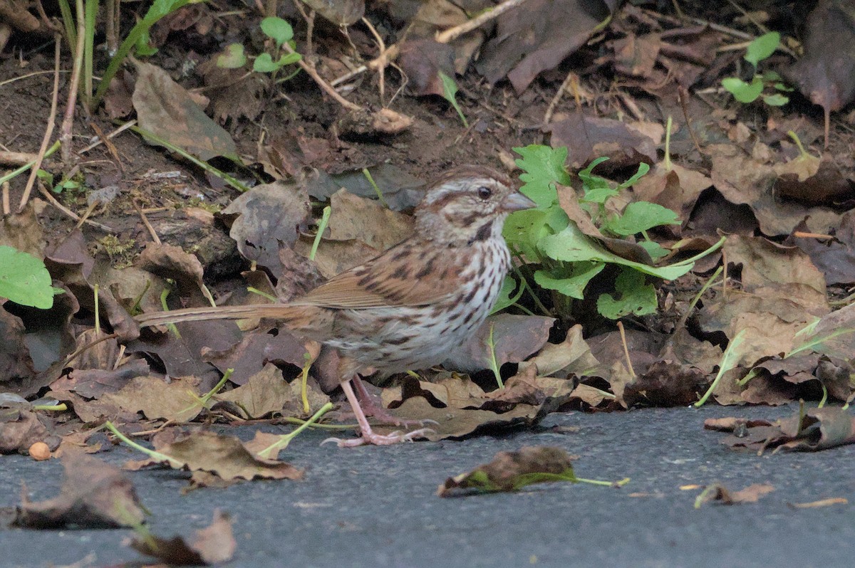 ウタスズメ - ML622128393