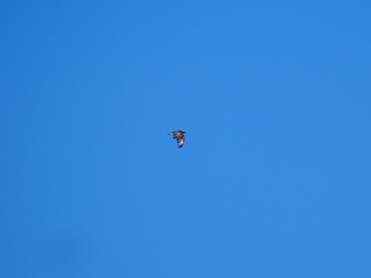 Upland Buzzard - An Chou