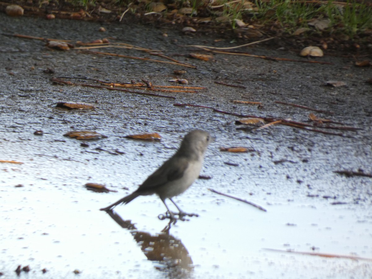 Oak Titmouse - ML622128407