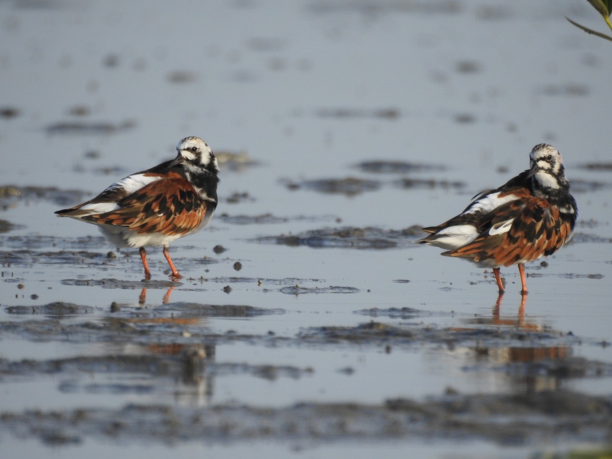 Ruddy Turnstone - ML622128420