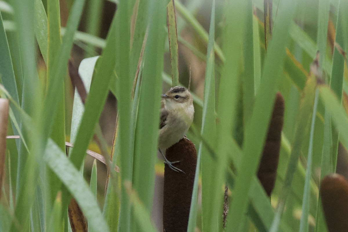 Sedge Warbler - ML622128427