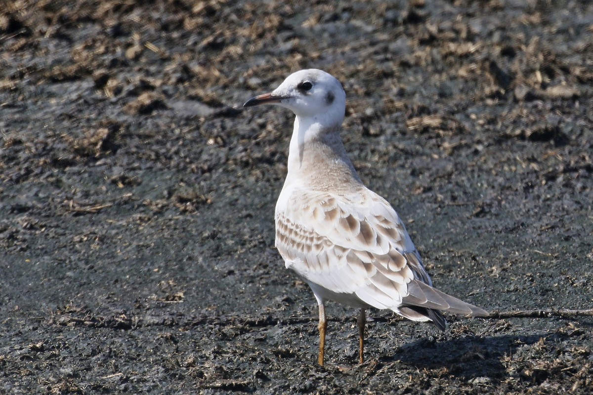 Mouette rieuse - ML622128447