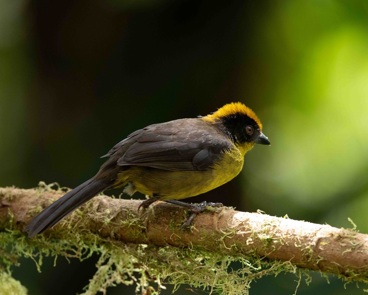 Tricolored Brushfinch (Choco) - Anthony Kaduck