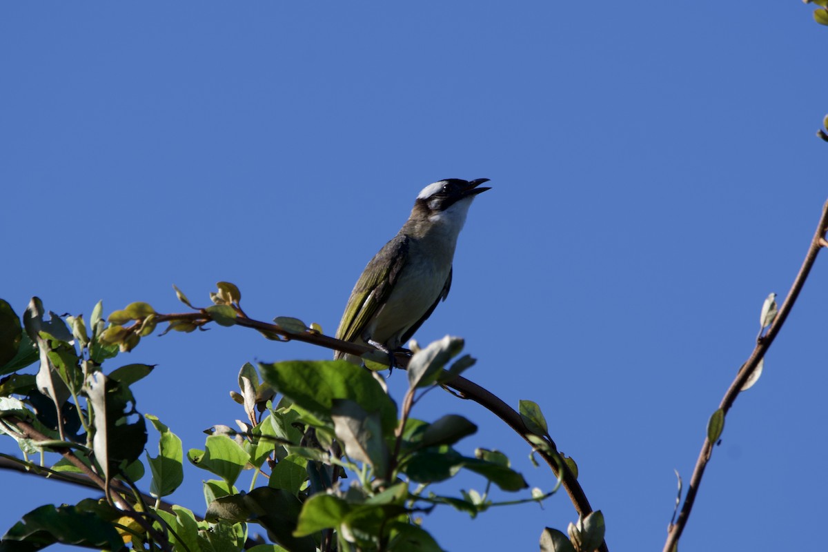 Bulbul de Chine (sinensis) - ML622128465