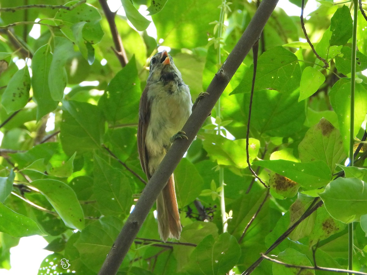 Gray-headed Parrotbill - ML622128481