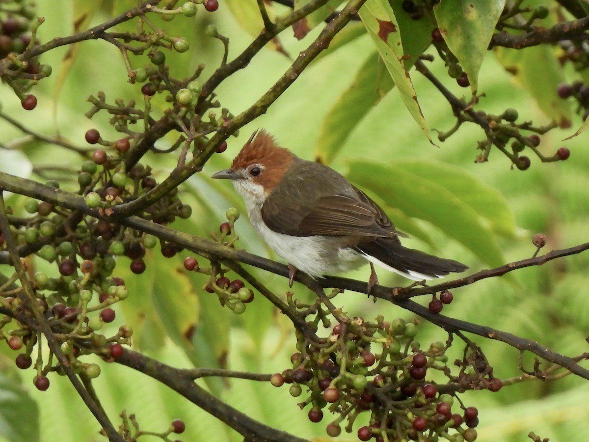 Chestnut-crested Yuhina - ML622128482