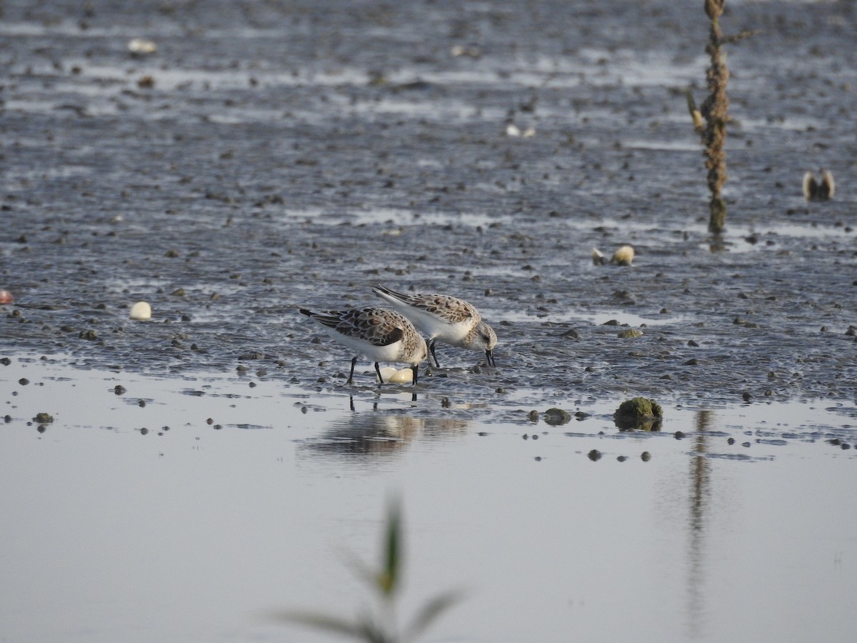 Sanderling - ML622128490