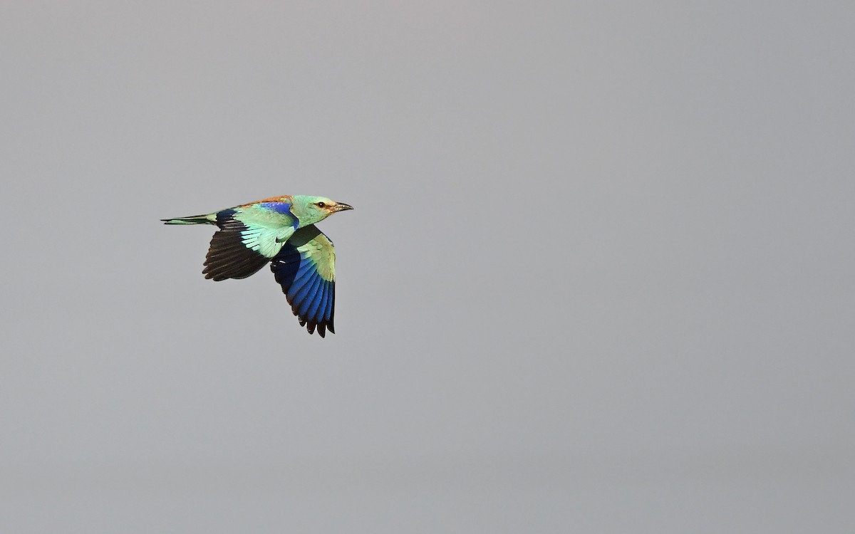 European Roller - ML622128493