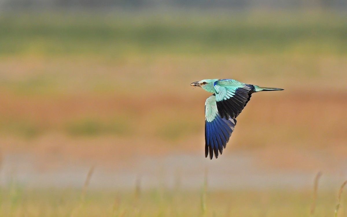 European Roller - Christoph Moning