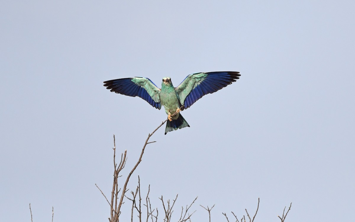 European Roller - ML622128495