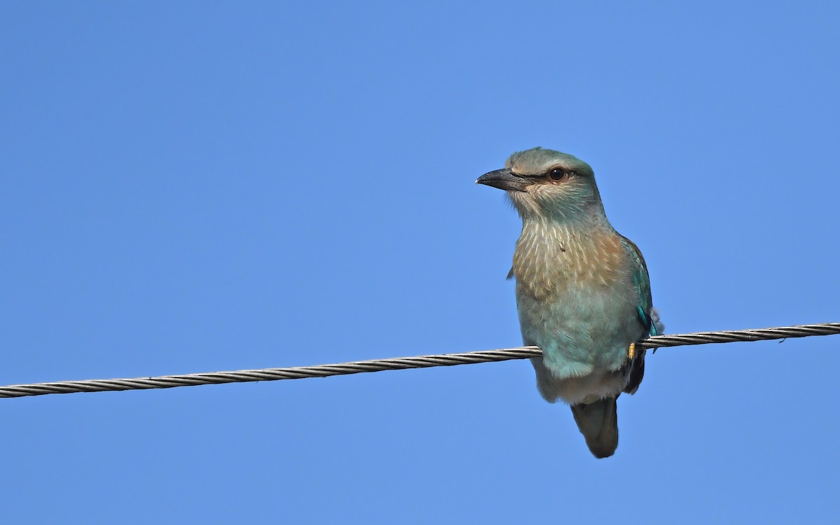 European Roller - ML622128496