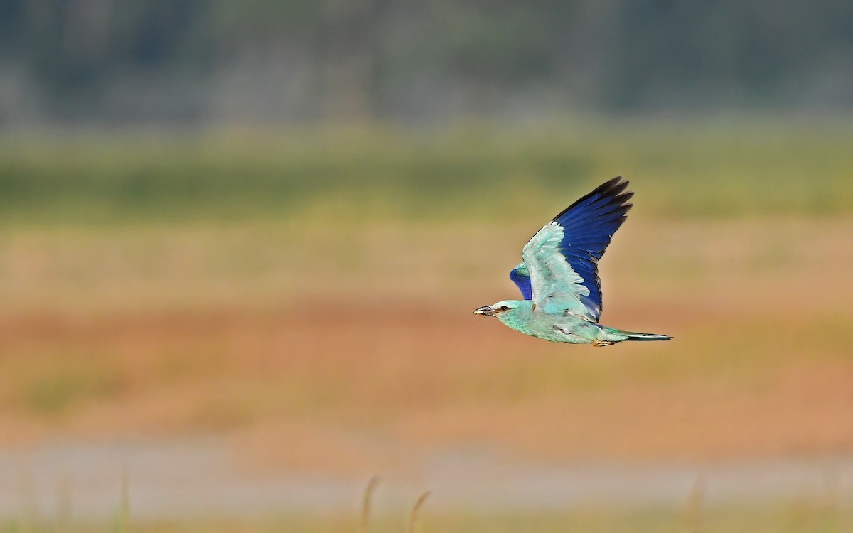 European Roller - ML622128498