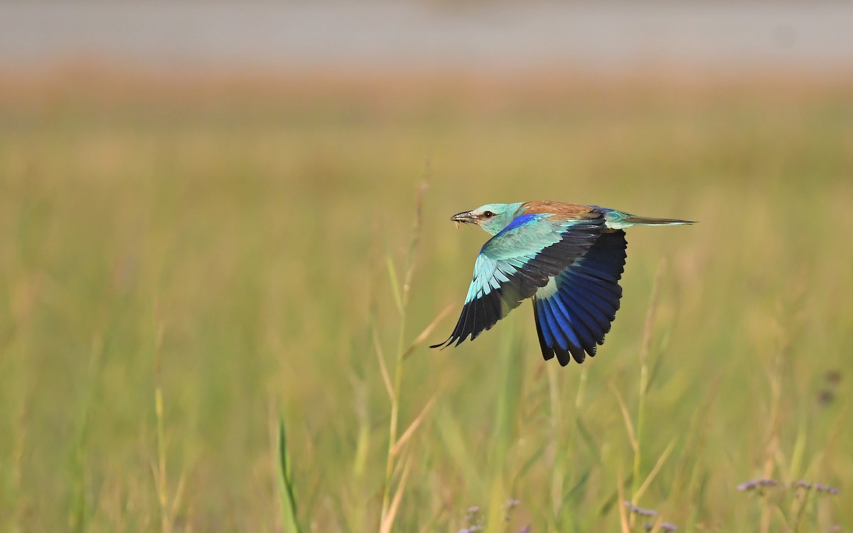 European Roller - ML622128499