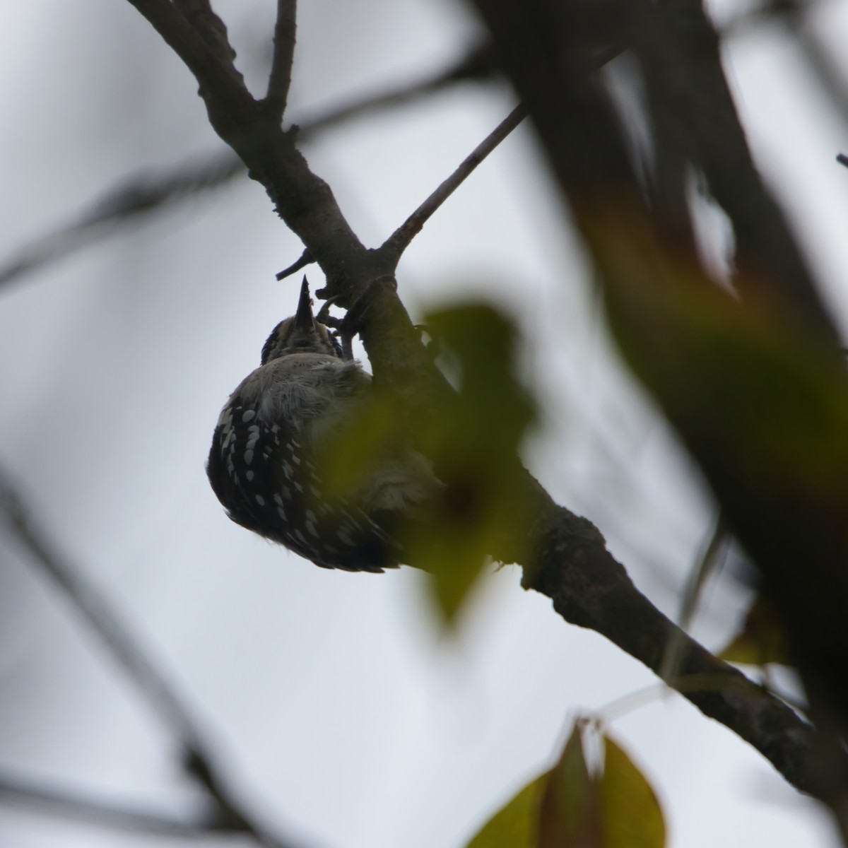 Downy Woodpecker - ML622128517