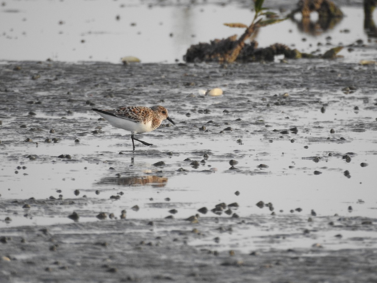 Little Stint - ML622128525