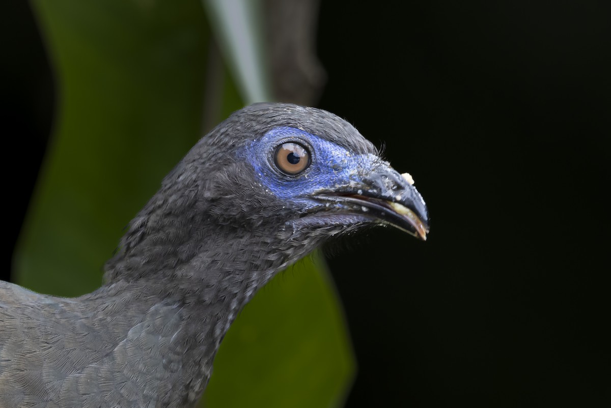 Sickle-winged Guan - ML622128526