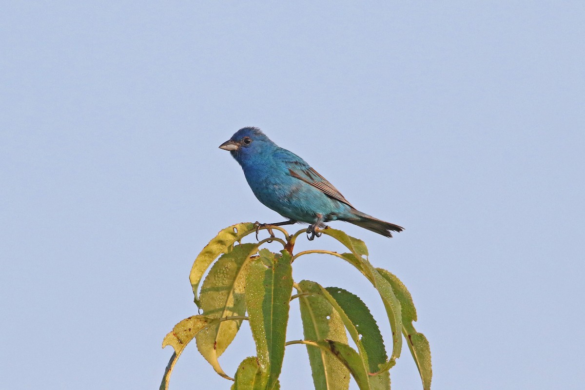 Indigo Bunting - ML622128527