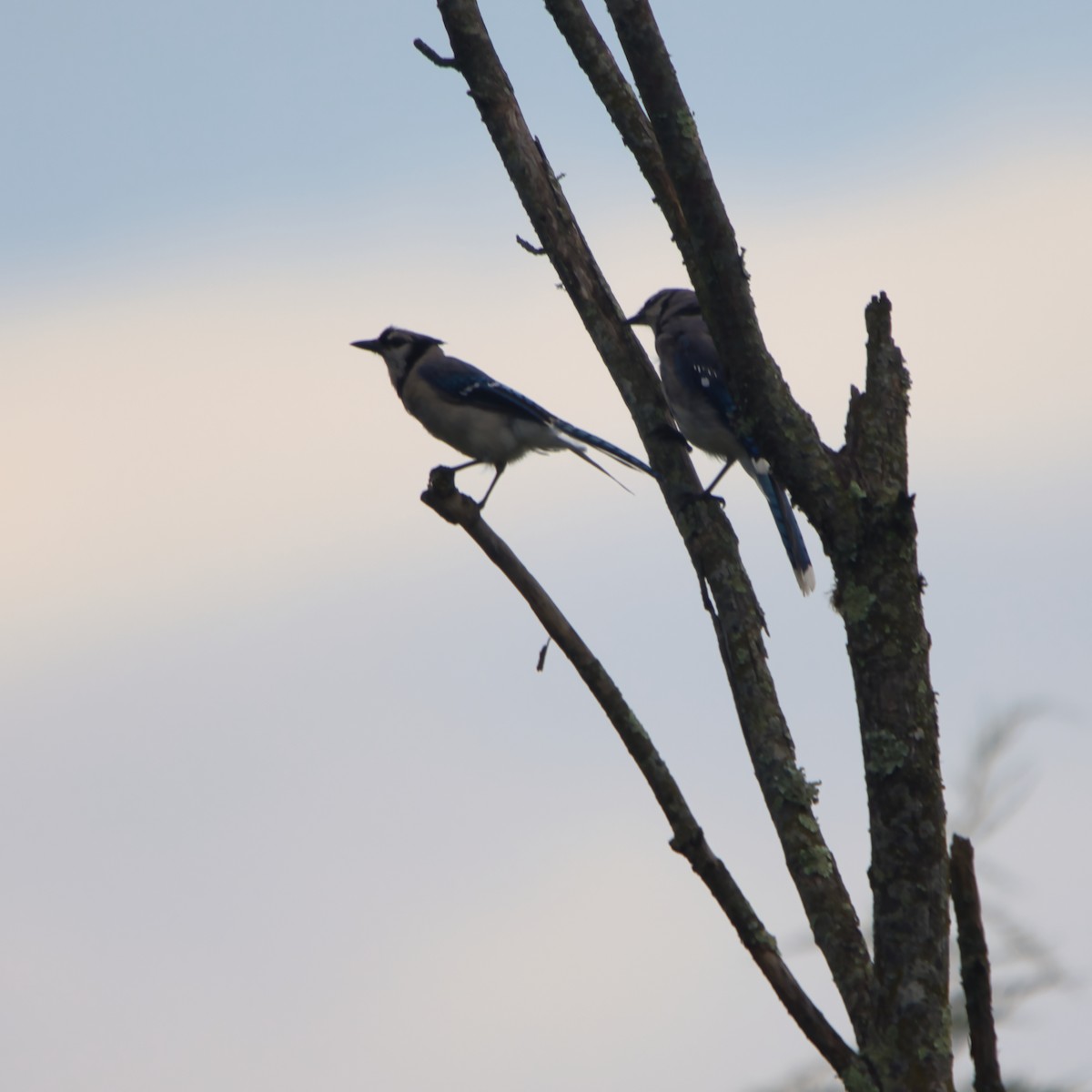 Blue Jay - Theodore Brown