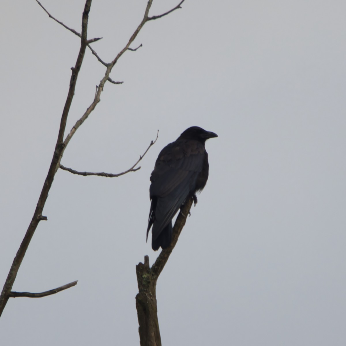 American Crow - ML622128531