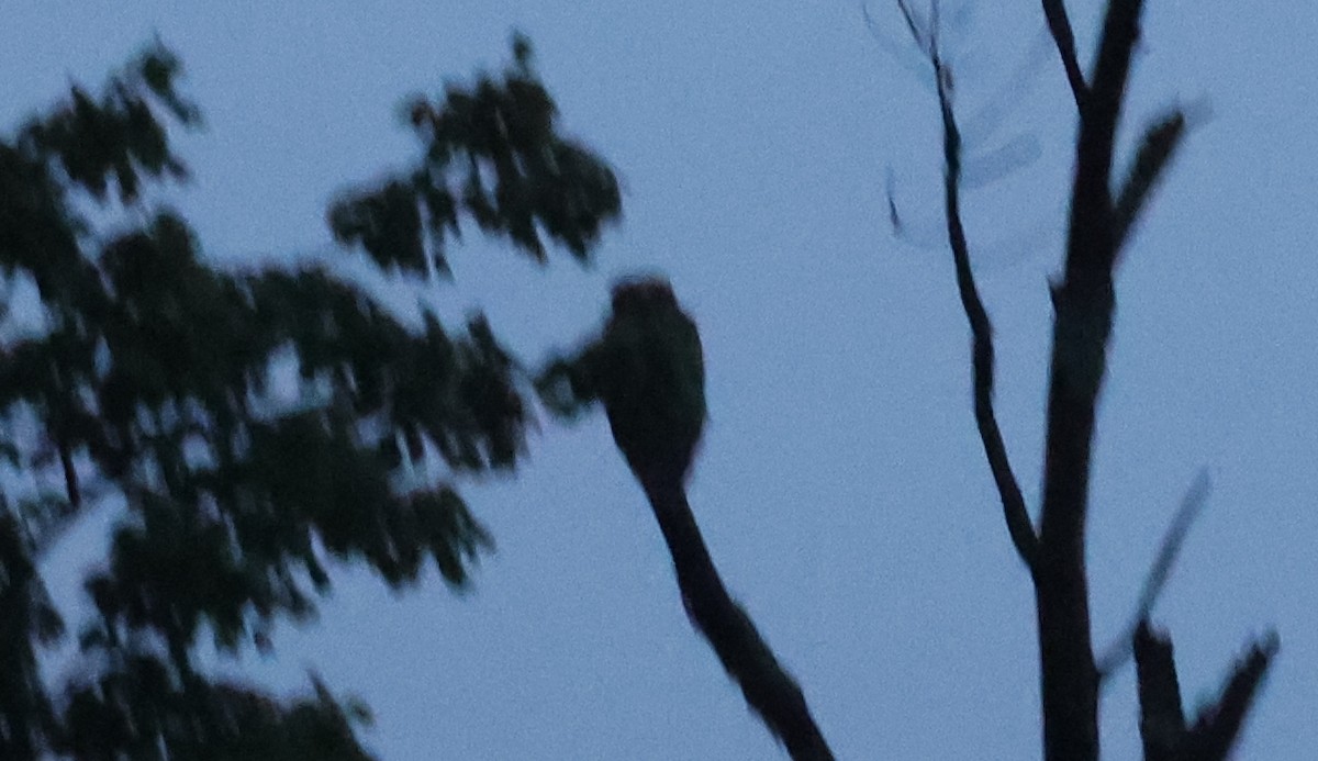 Great Horned Owl - ML622128532
