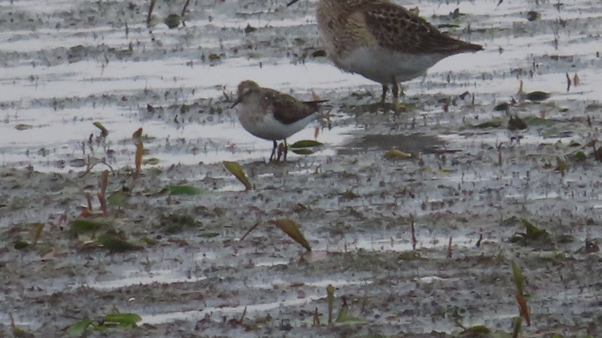 Pectoral Sandpiper - ML622128533