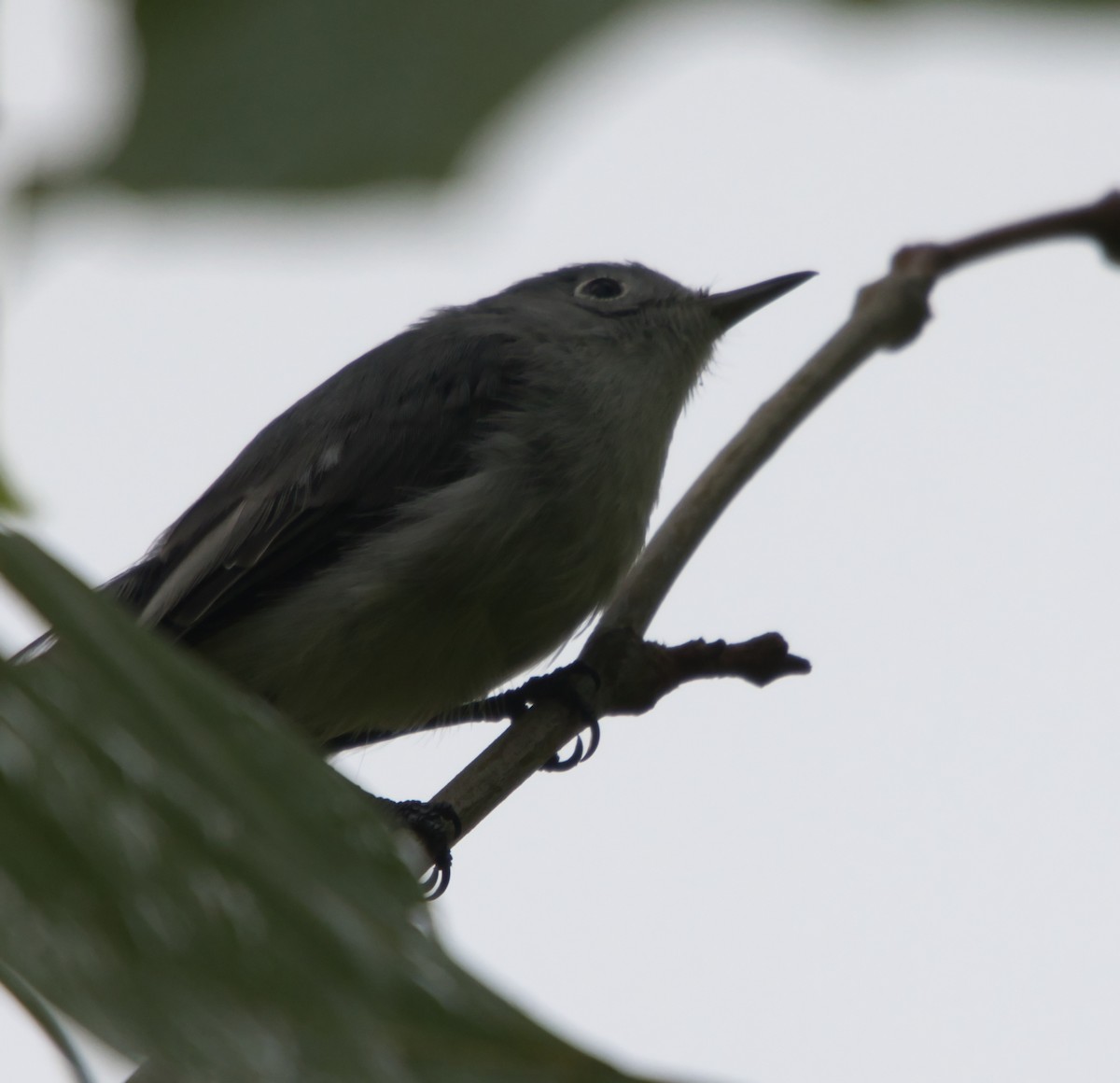 Blue-gray Gnatcatcher - ML622128534