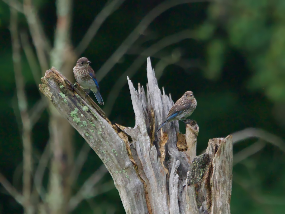 Eastern Bluebird - ML622128535