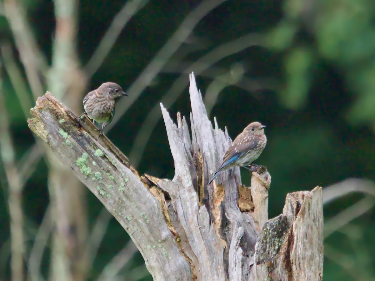 Eastern Bluebird - ML622128536