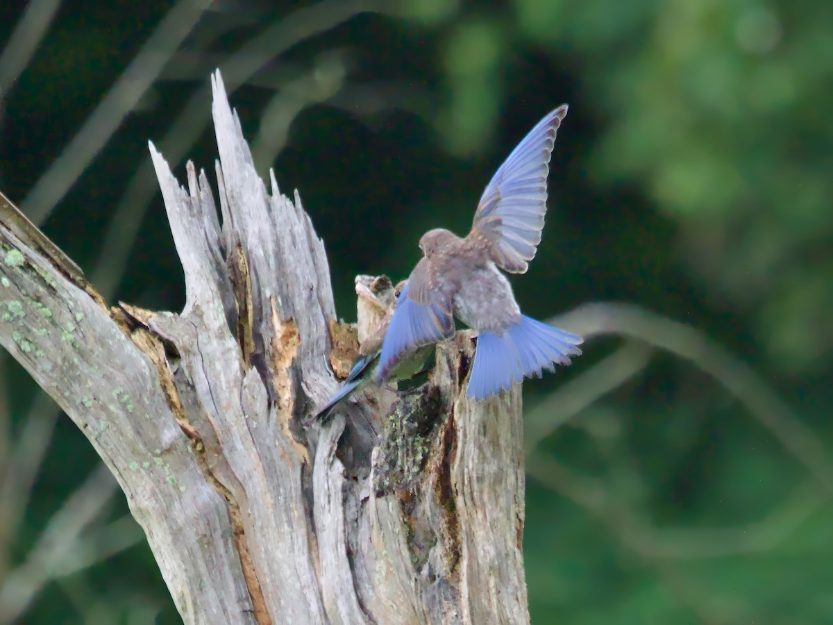 Eastern Bluebird - ML622128537