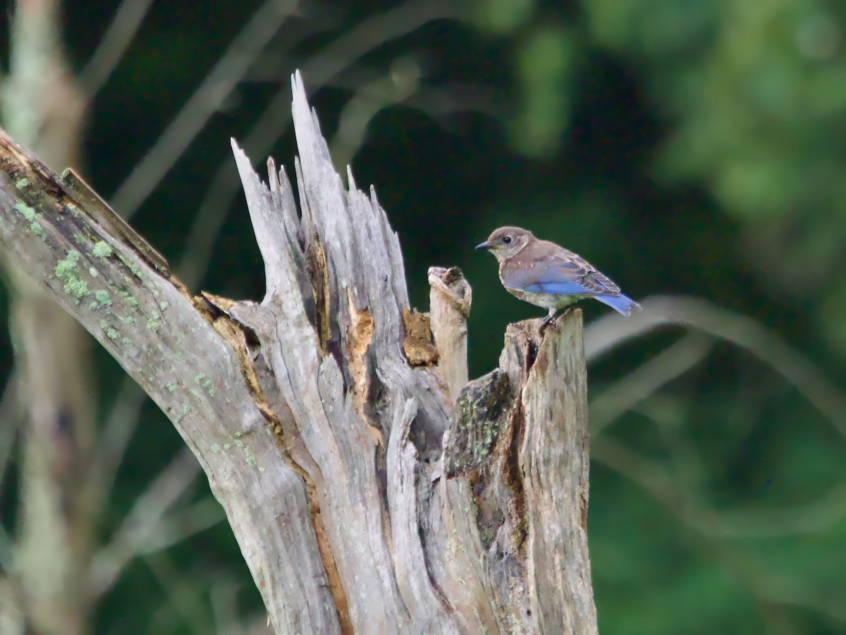 Eastern Bluebird - ML622128538