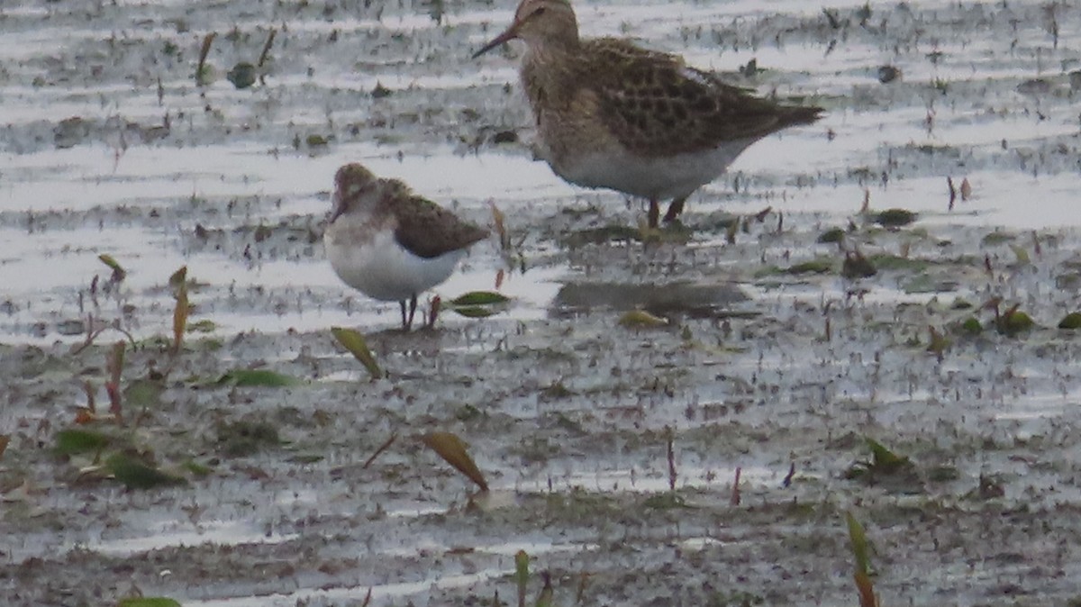 Pectoral Sandpiper - ML622128539