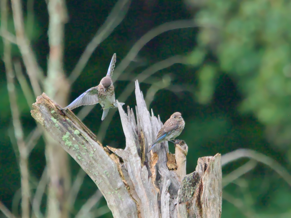 Eastern Bluebird - ML622128540